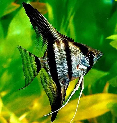 Cá Thần Tiên Bạc – Silver Scalare Angelfish