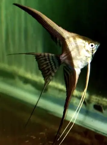 10.cá Thần Tiên Bán Nguyệt – Half Black Angelfish