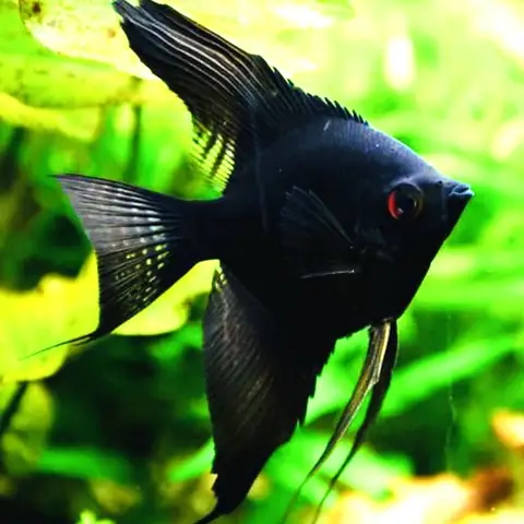 Cá Thần Tiên Đen – Black Angelfish