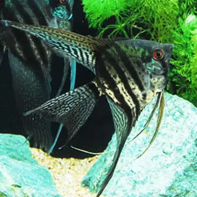 Cá Thần Tiên Full Black: Bí Mật Về Loài Cá Cảnh Huyền Thoại Màu Đen Tuyền