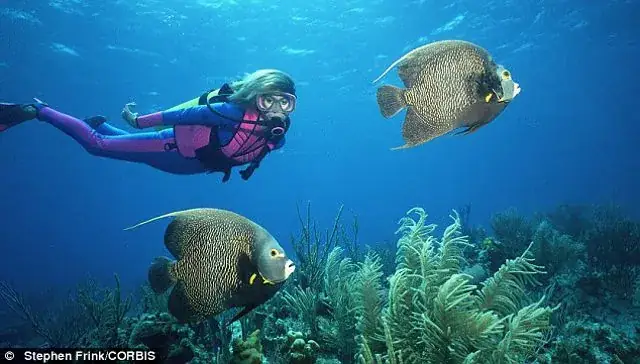 Thiên Thần Hồng: Cá Thần Tiên Kỹ Thuật Gien Tỏa Sáng Trong Bóng Đêm Được Trưng Bày Ở Đài Loan.