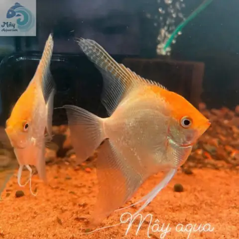 Cá Thần Tiên Kim Sa Sz Cối – Mayaqua