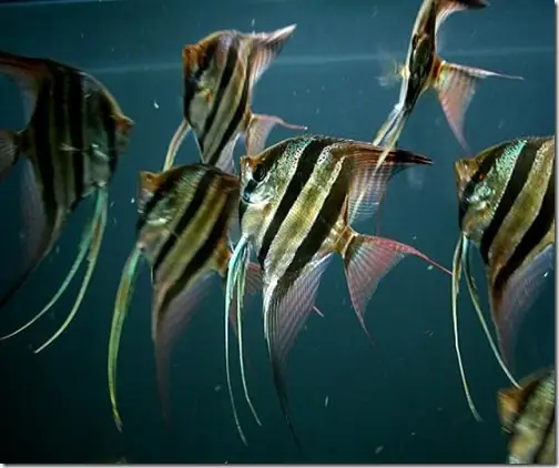 Cá Thần Tiên Mana: Loài Cá Cảnh Độc Đáo Từ Sông Negro