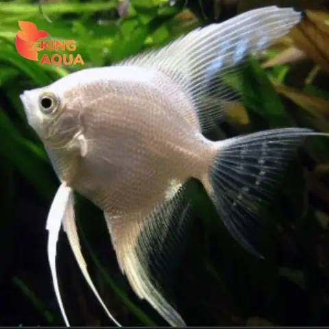 Cá Thần Tiên Trắng