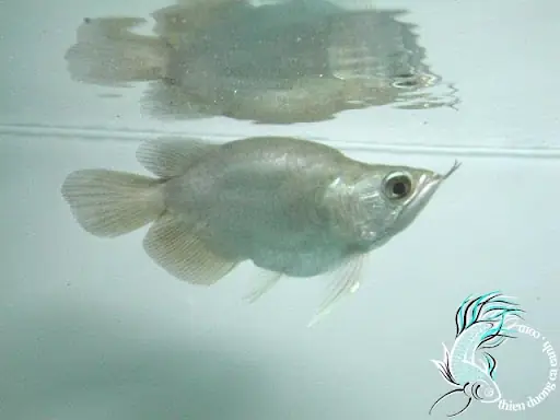 Cá Thành Cát Tư Hãn Short Body: Loài Cá Cảnh Độc Đáo Và Cách Nuôi Hiệu Quả