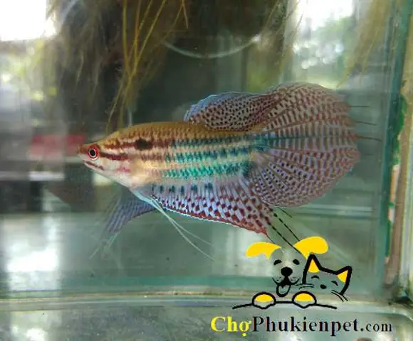 Nước Nuôi Cá Thanh Ngọc Chấm