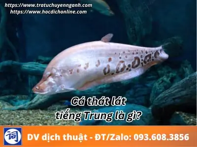 Đề #1 – Luyện Thi Hsk3 Online – Miễn Phí