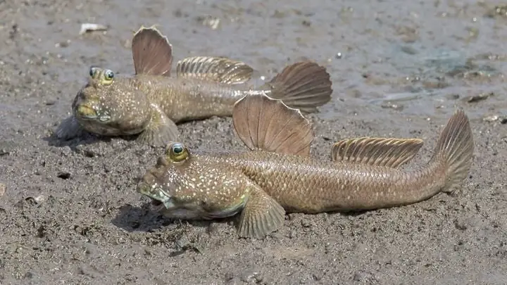 Cá Thoi Loi Thở Bằng Đuôi: Sự Thật Khoa Học Về Cơ Chế Hô Hấp Độc Đáo