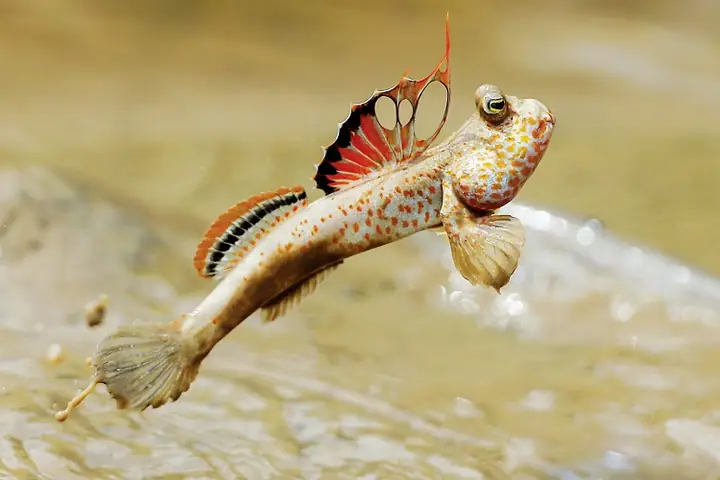 Cá Thòi Lòi Tiếng Anh Là Gì? Tất Tần Tật Về Loài Cá "biết Đi" Trên Cạn Cá Thòi Lòi Tiếng Anh Là Gì? Tất Tần Tật Về Loài Cá "biết Đi" Trên Cạn