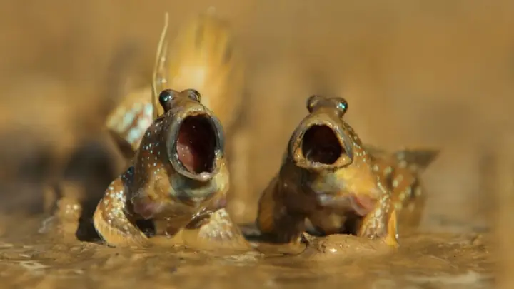 Cá Thòi Lòi Tiếng Anh Là Gì? – Ý Nghĩa Và Phân Loại Cá Thòi Lòi Tiếng Anh Là Gì? – Ý Nghĩa Và Phân Loại