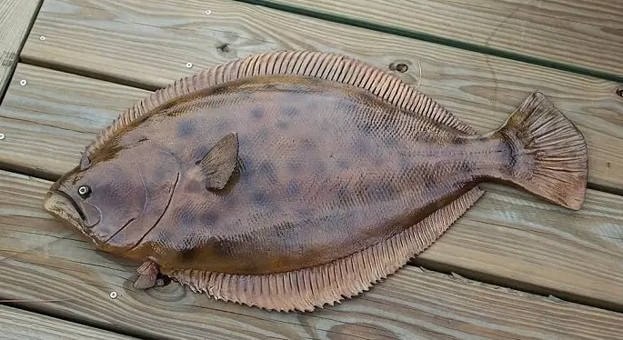 Cá Thờn Bơn Bơi: Loài Cá Mặt Người Với Kỹ Năng Lướt Nước Độc Đáo