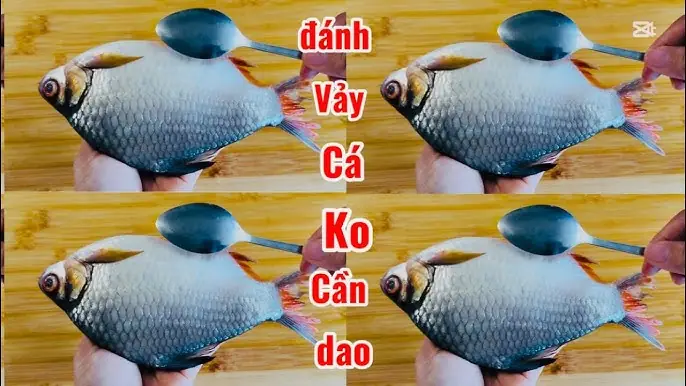 Cá Thu Có Vảy Không? Câu Trả Lời Từ Chuyên Gia Hải Sản