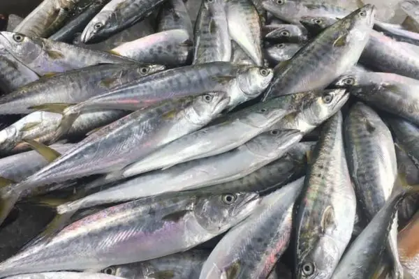 Cá Thu Phấn Nhỏ: Khám Phá Toàn Diện Loài Cá Biển Nhỏ Bé Nhưng Đáng Kinh Ngạc