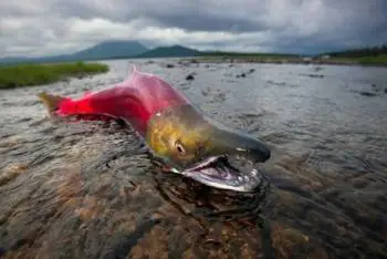 Cá Hồi Và Cơ Chế Sinh Sản Bí Ẩn Chống "đẻ Mướn" – Tạp Chí Thủy ...