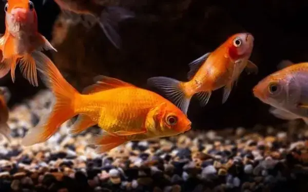 Cá Thụ Tinh Trong Hay Ngoài: Giải Mã Sinh Sản Cá Cảnh - Aquatech