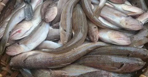 Khô Cá Thửng - Đặc Sản Biển Hà Tĩnh