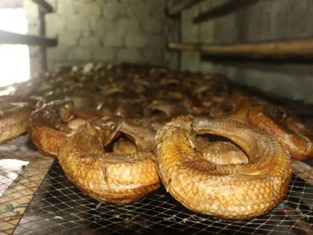 Đặc Sản “cá Ông Trời” Có Vảy Như Rắn Tuyệt Ngon Ở Nghệ An: Cá Thửng