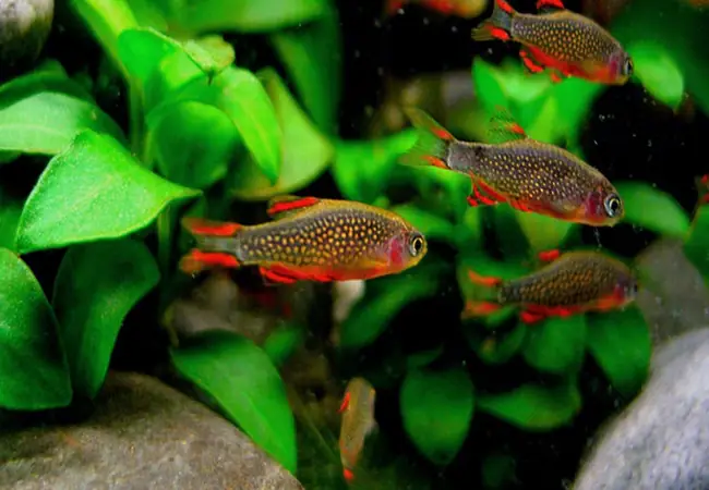 Cá Galaxy Có Dễ Bị Bệnh Không?