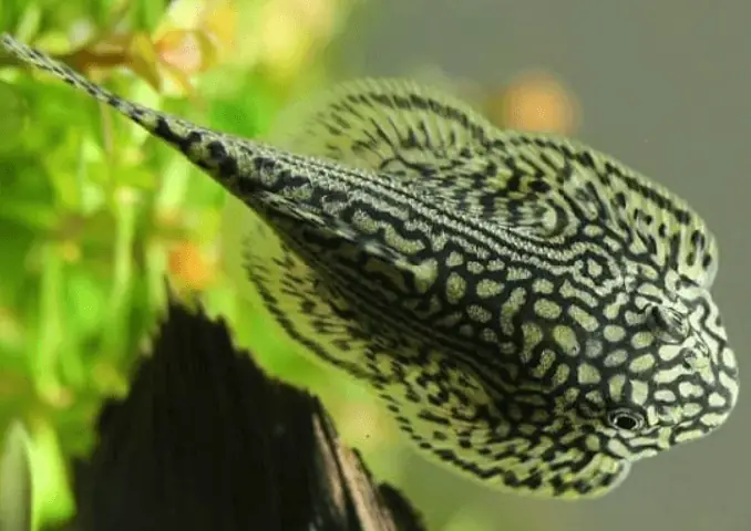 Cách Chọn Giống Và Chăm Sóc