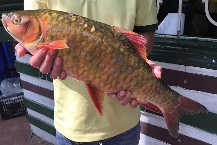 Cá Tiến Vua Là Cá Gì?