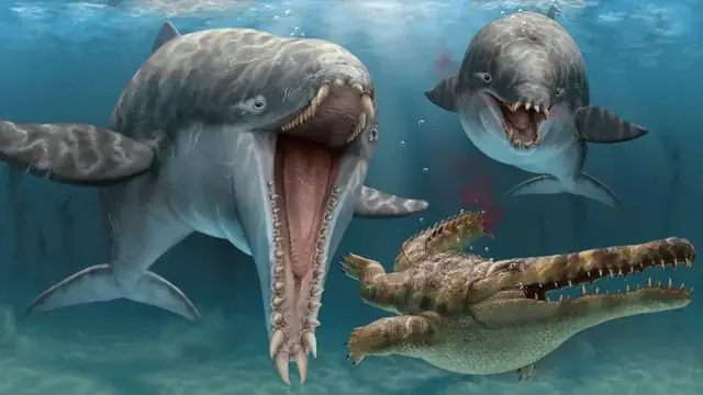 Cá Tra Ăn Mồi Như Thế Nào? Tìm Hiểu Chi Tiết Về Thói Quen Ăn Uống Của Cá Tra Cá Tra Ăn Mồi Như Thế Nào? Tìm Hiểu Chi Tiết Về Thói Quen Ăn Uống Của Cá Tra