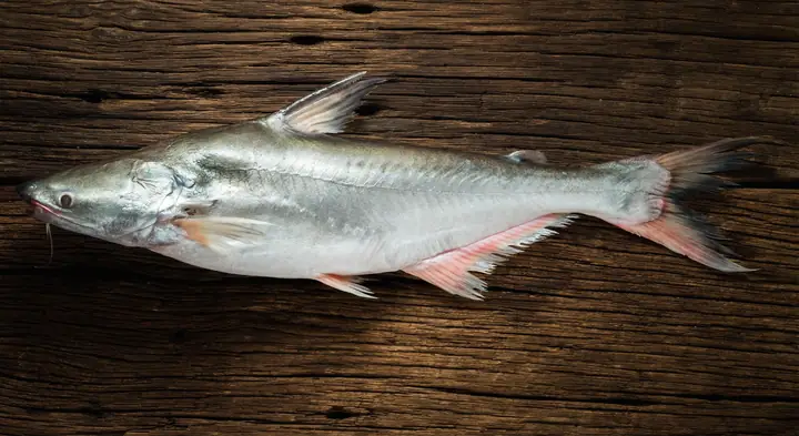 Cá Tra Ăn Mồi Như Thế Nào Cá Tra Ăn Mồi Như Thế Nào