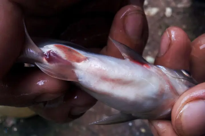 Cá Tra Bị Chướng Bụng: Hiểu Rõ Nguyên Nhân, Nhận Biết Dấu Hiệu Và Cách Xử Lý Hiệu Quả