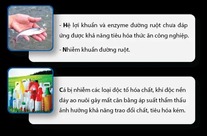 Hiểu Rõ Về Hiện Tượng Chướng Bụng Ở Cá Tra