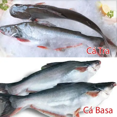 Thân Cá