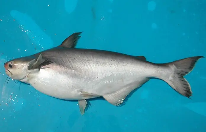 Giới Thiệu Về Cá Basa