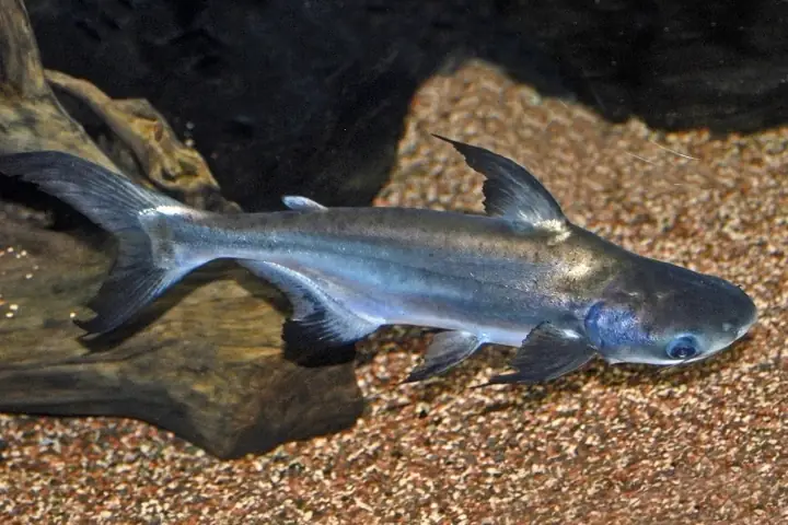 Giá Bán Của Cá Basa, Cá Tra Bò Hiện Nay