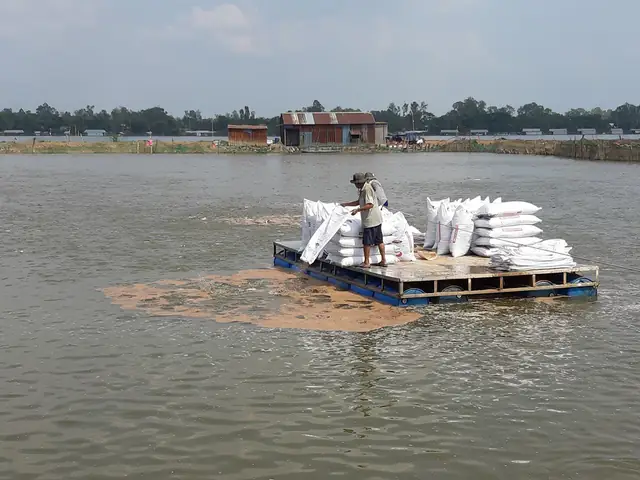 Nhiều Hộ Thua Lỗ Cá Tra Đã Chuyển Sang Nuôi Cá Trê, Cá Lóc