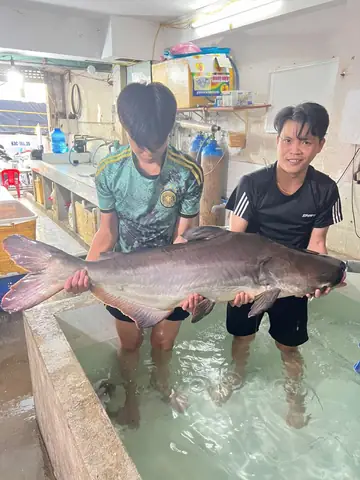 Cá Tra Dầu Sống Bán Tại Tphcm 0907516030