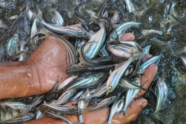 Cá Tra Dầu Giống Đạt Chuẩn, Dễ Nuôi, Đã Qua Sàng Lọc