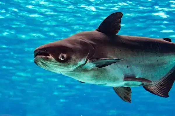 Thời Điểm Đánh Bắt Lý Tưởng Thời Điểm Đánh Bắt Lý Tưởng