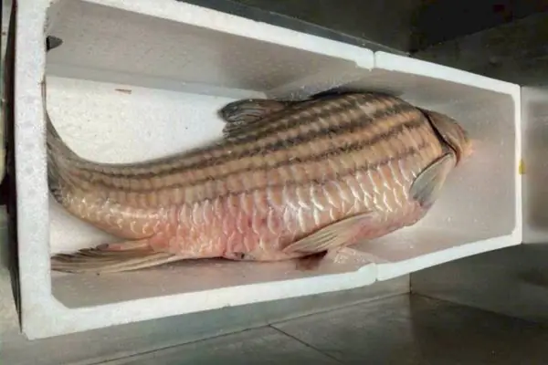 Cá Trà Sóc – 115.000₫ | Món Ngon & Cách Chế Biến