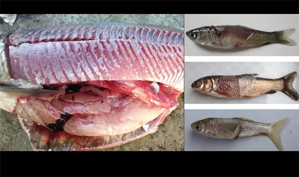 Bệnh Xuất Huyết Trên Cá Trắm Cỏ Do Vi Rút