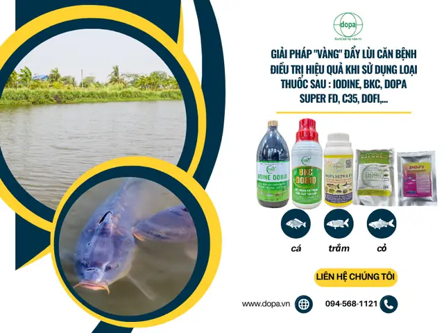 Cá Trắm Cỏ Bị Đen Đầu Đen Thân: Nỗi Ám Ảnh Của Người Nuôi Và Giải Pháp Vàng