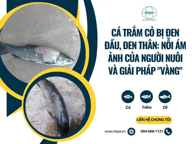 Cá Trắm Cỏ Bị Đen Đầu Đen Thân: Nỗi Ám Ảnh Của Người Nuôi Và Giải Pháp Vàng