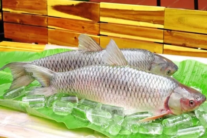 Cách Phân Biệt Cá Trắm Cỏ Và 5 Món Ăn Ngon Từ Cá Trắm Cỏ Đưa Cơm ...