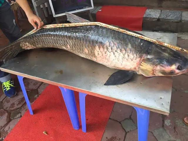 Cá Trắm Đen “khổng Lồ" Dính Lưới Trên Hồ Thác Bà