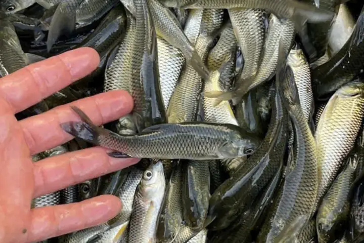Kinh Nghiệm Nuôi Cá Trắm Giống