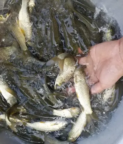 Cá Trắm Giống Giá Bao Nhiêu