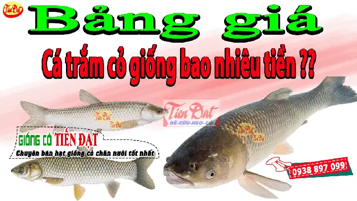 Mua Cá Trắm Giống Ở Đâu