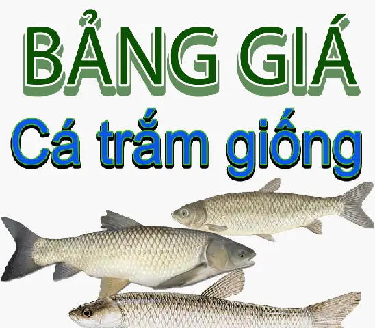 Bảng Giá Cá Trắm Giống Mới Nhất