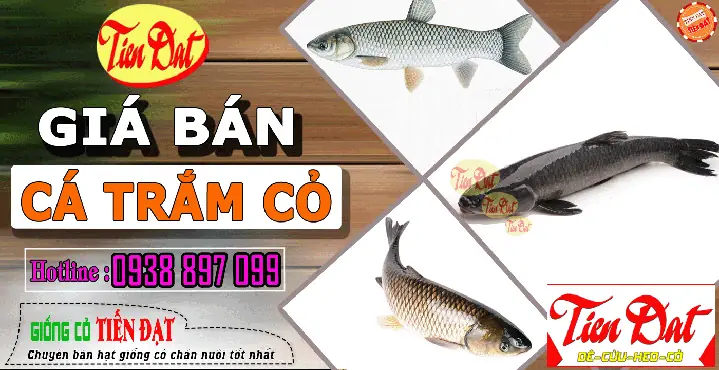 Địa Chỉ Bán Cá Trắm Giống Uy Tín