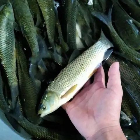 Lưu Ý Khi Chọn Mua Cá Trắm Giống