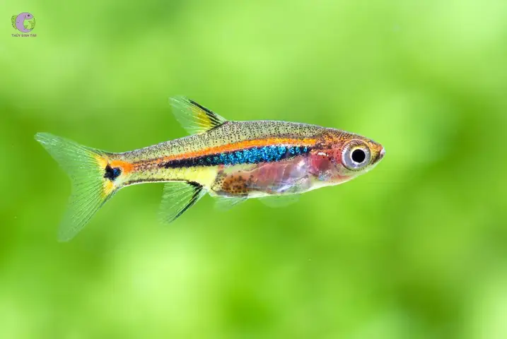 Giới Thiệu Chung Về Cá Trâm Và Lý Do Nên Nuôi