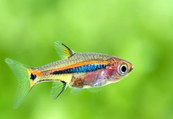 Cá Trâm Hà Nội: Top 5 Địa Chỉ Mua Uy Tín & Kinh Nghiệm Nuôi Chuẩn Thủy Sinh