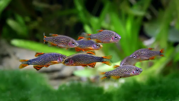 Cá Trâm Sinh Sản